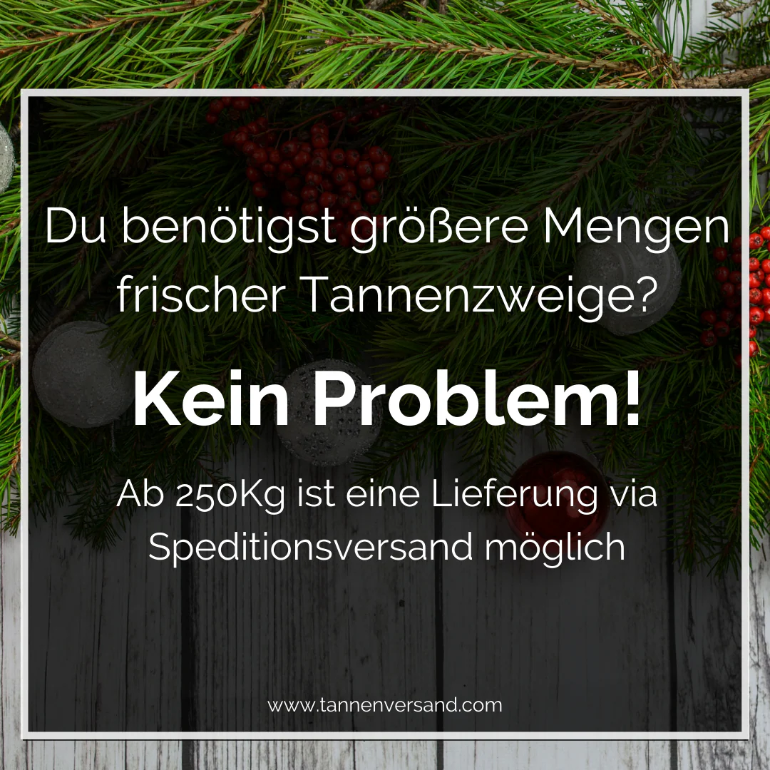 Tannenzweige Nobilistanne frisches Tannengrün - Image 4