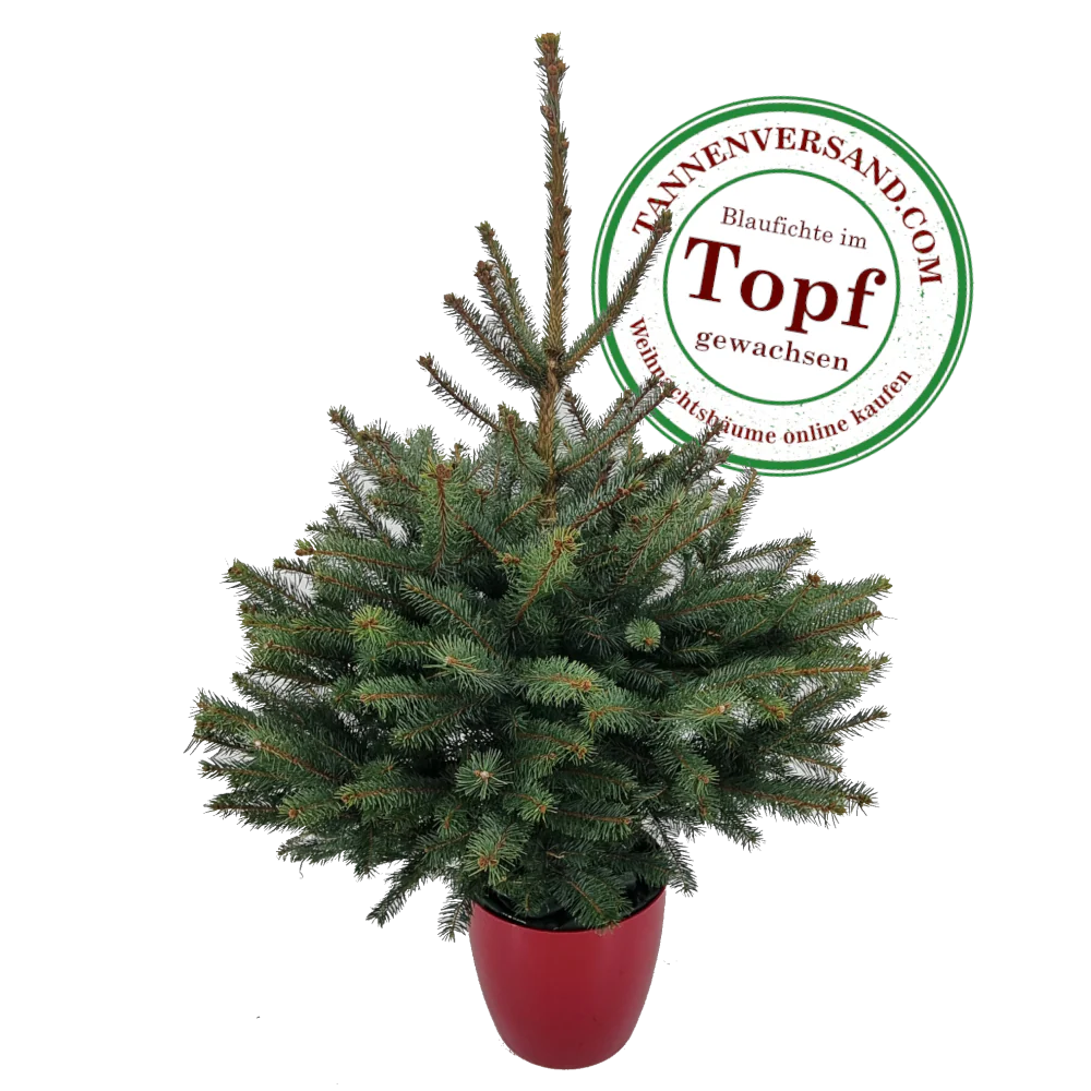 Weihnachtsbaum Blaufichte im Topf gewachsen