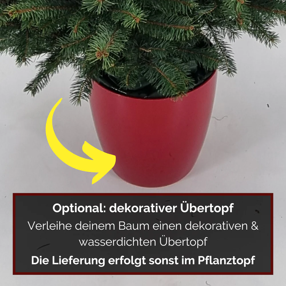 Weihnachtsbaum Blaufichte im Topf gewachsen - Image 2